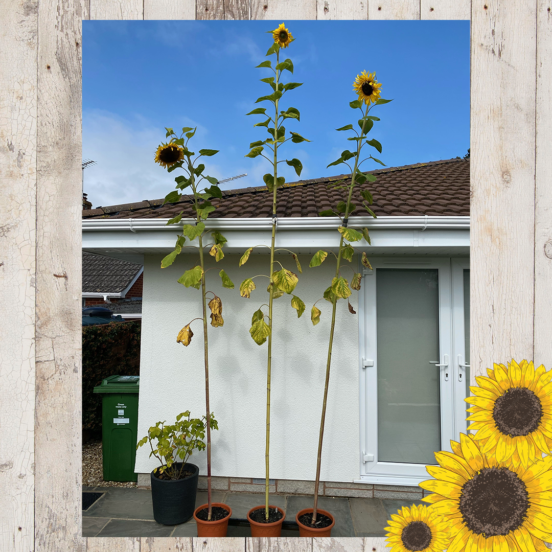 Sunflower entries FINAL 19