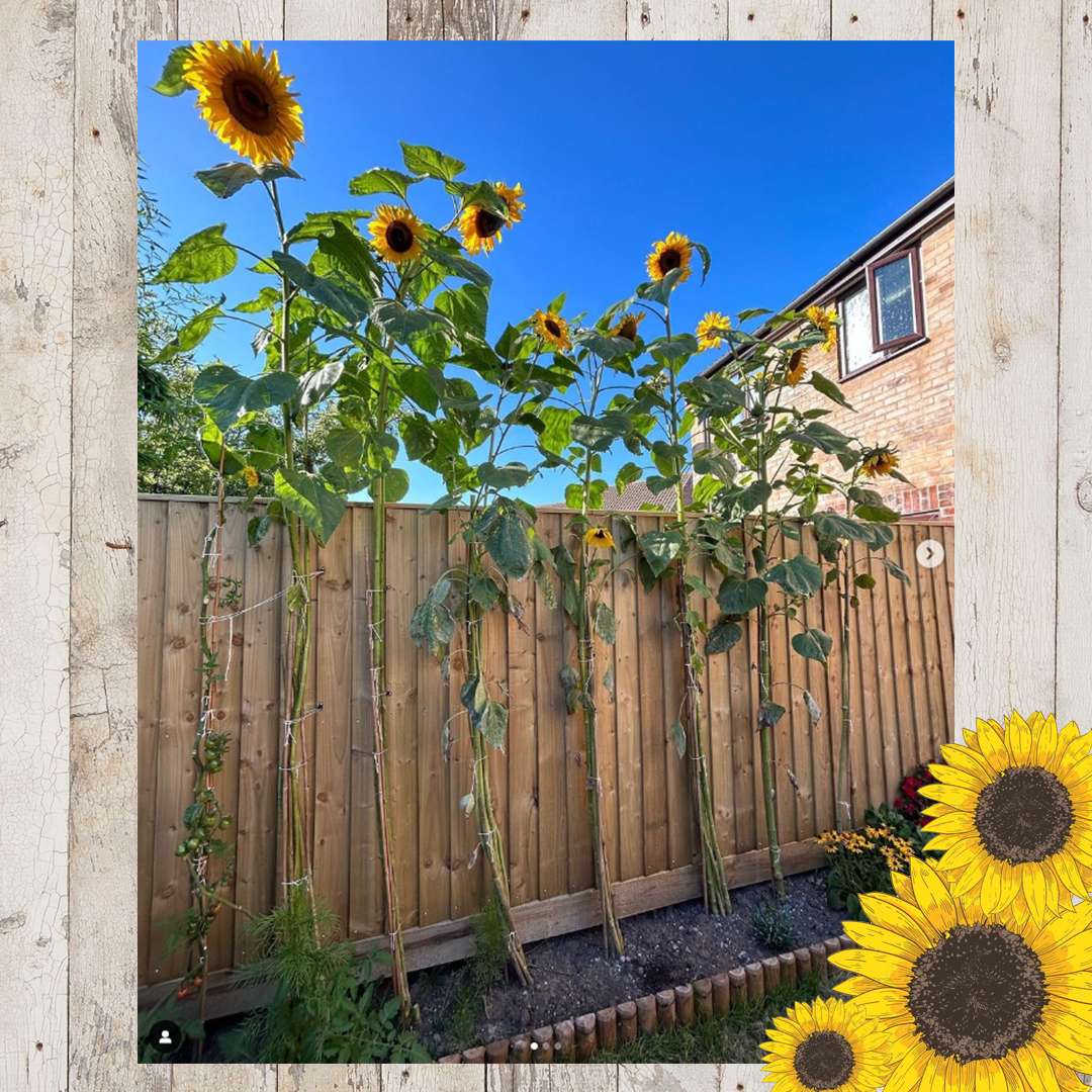 Sunflower entries FINAL 2