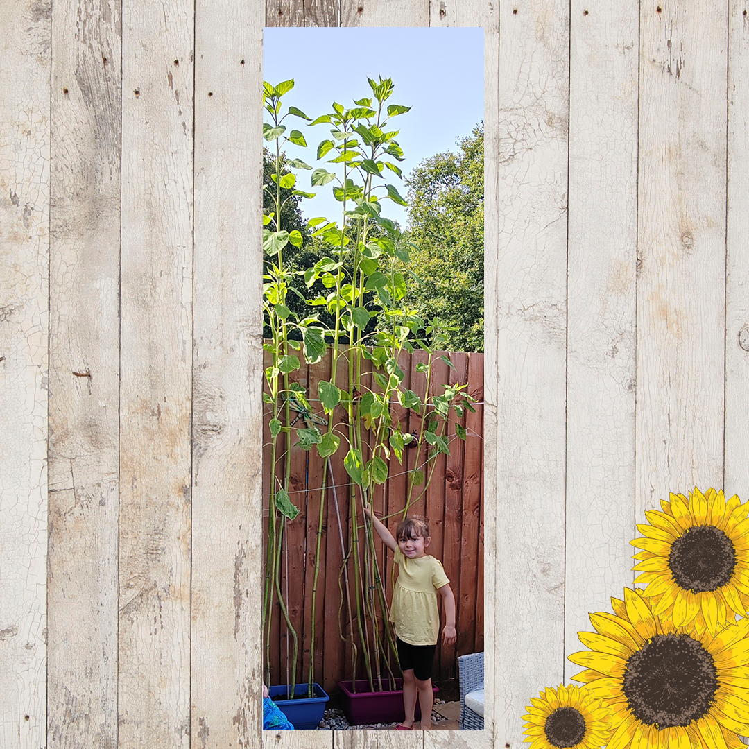 Sunflower entries FINAL 20