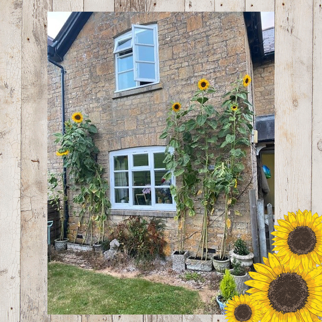 Sunflower entries FINAL 21