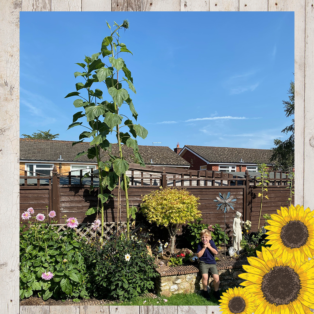 Sunflower entries FINAL 24