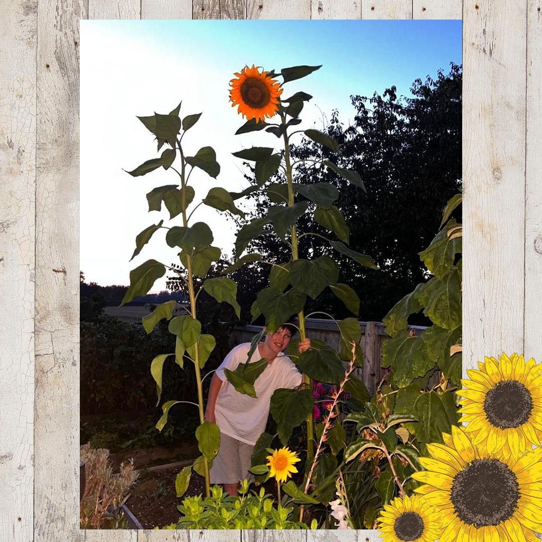 Sunflower entries FINAL 4