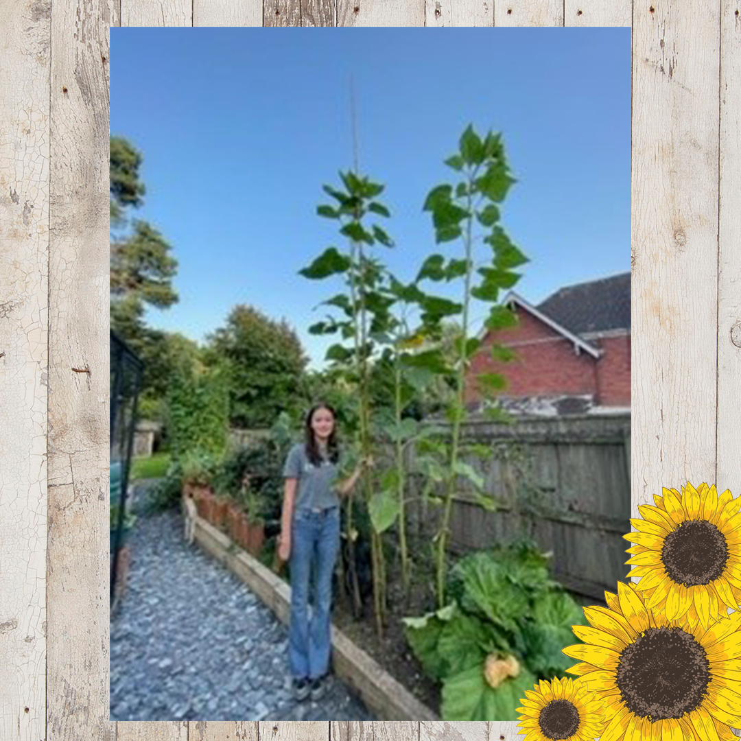 Sunflower entries FINAL 6