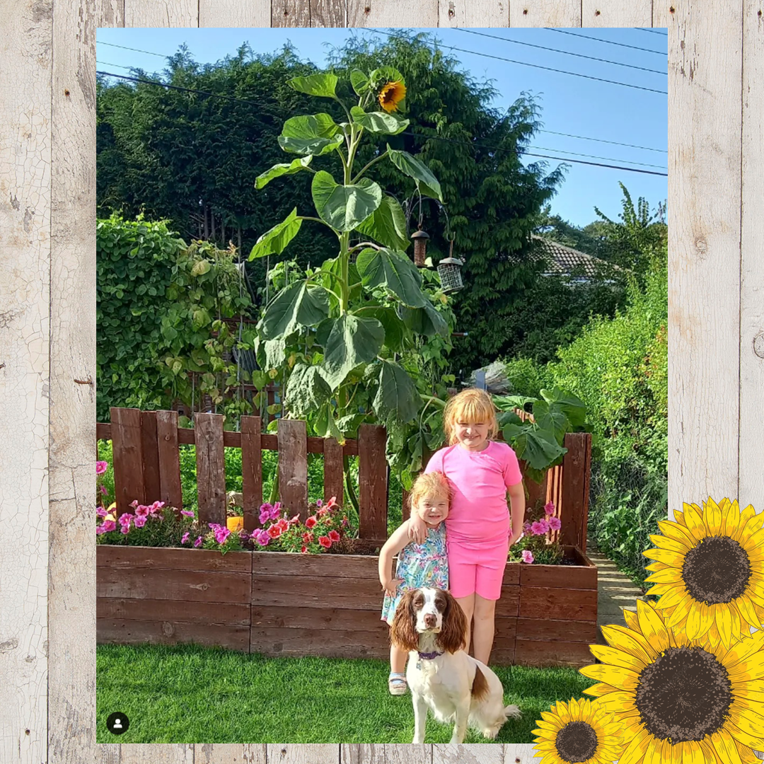 Sunflower entries FINAL 7