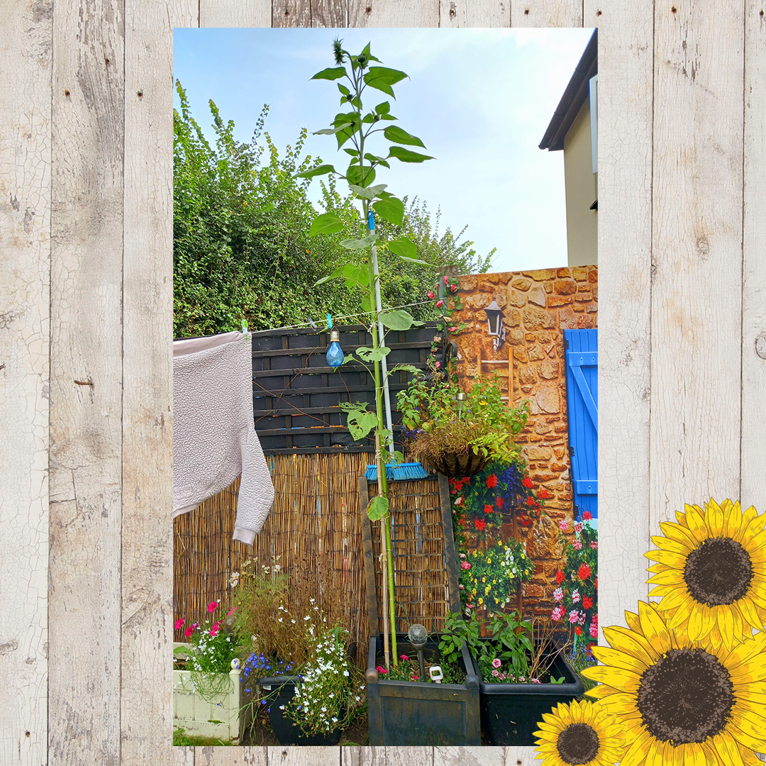 Sunflower entries FINAL 8