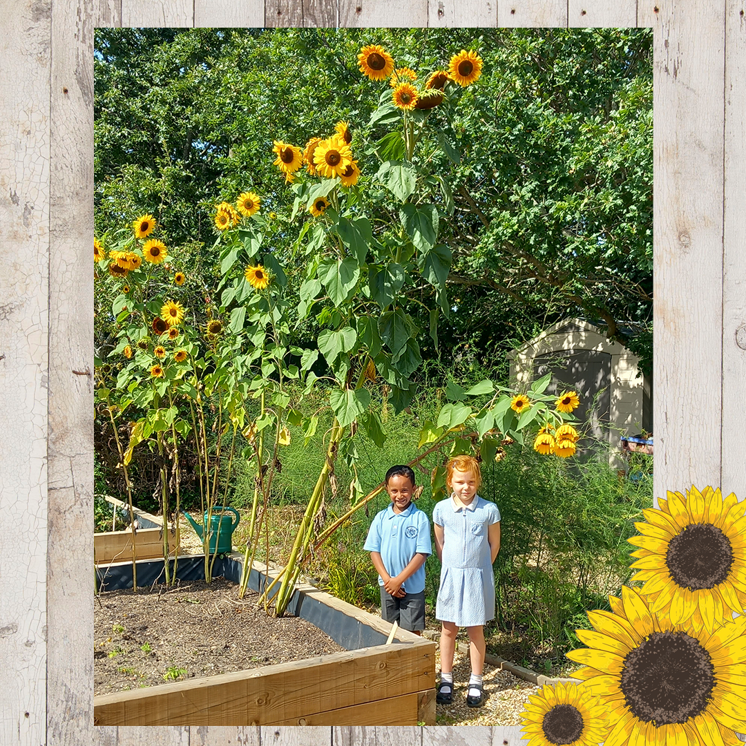 Sunflower entries FINAL 9