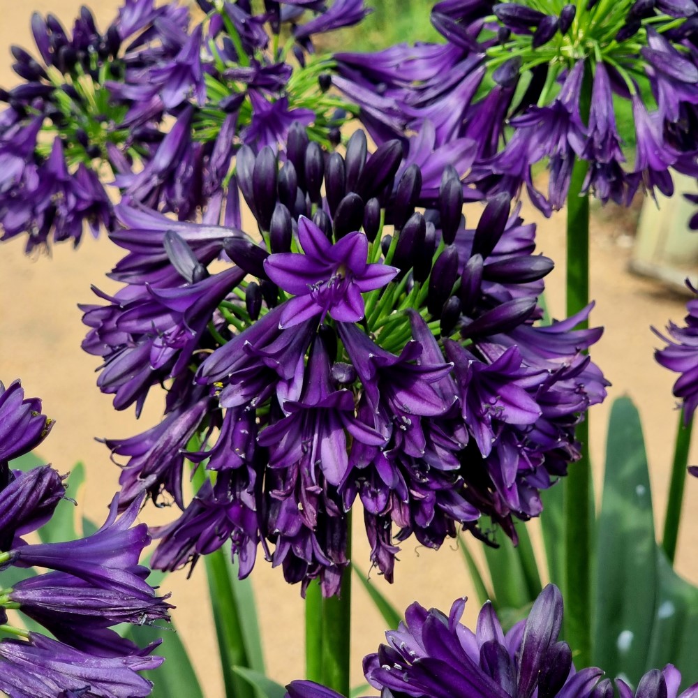 Agapanthus-Black-Jack