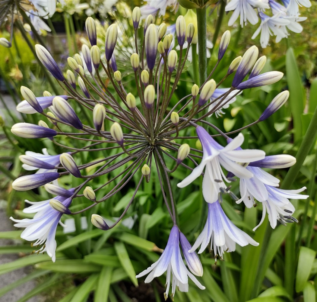 Agapanthus-Firework