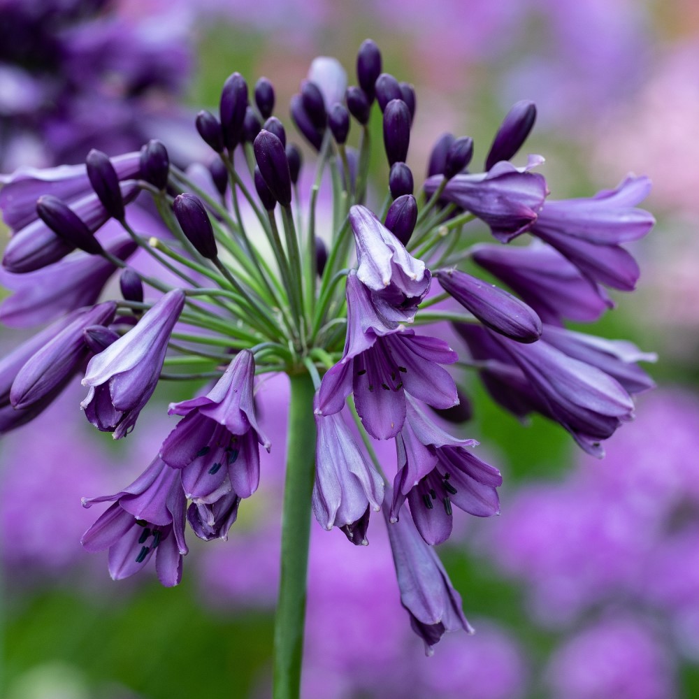 Agapanthus-Poppin-Purple