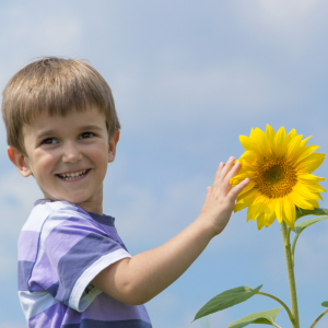 Free sunflower seeds sq