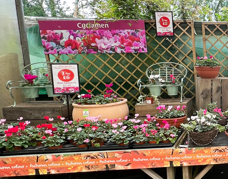 Torbay store photos 8