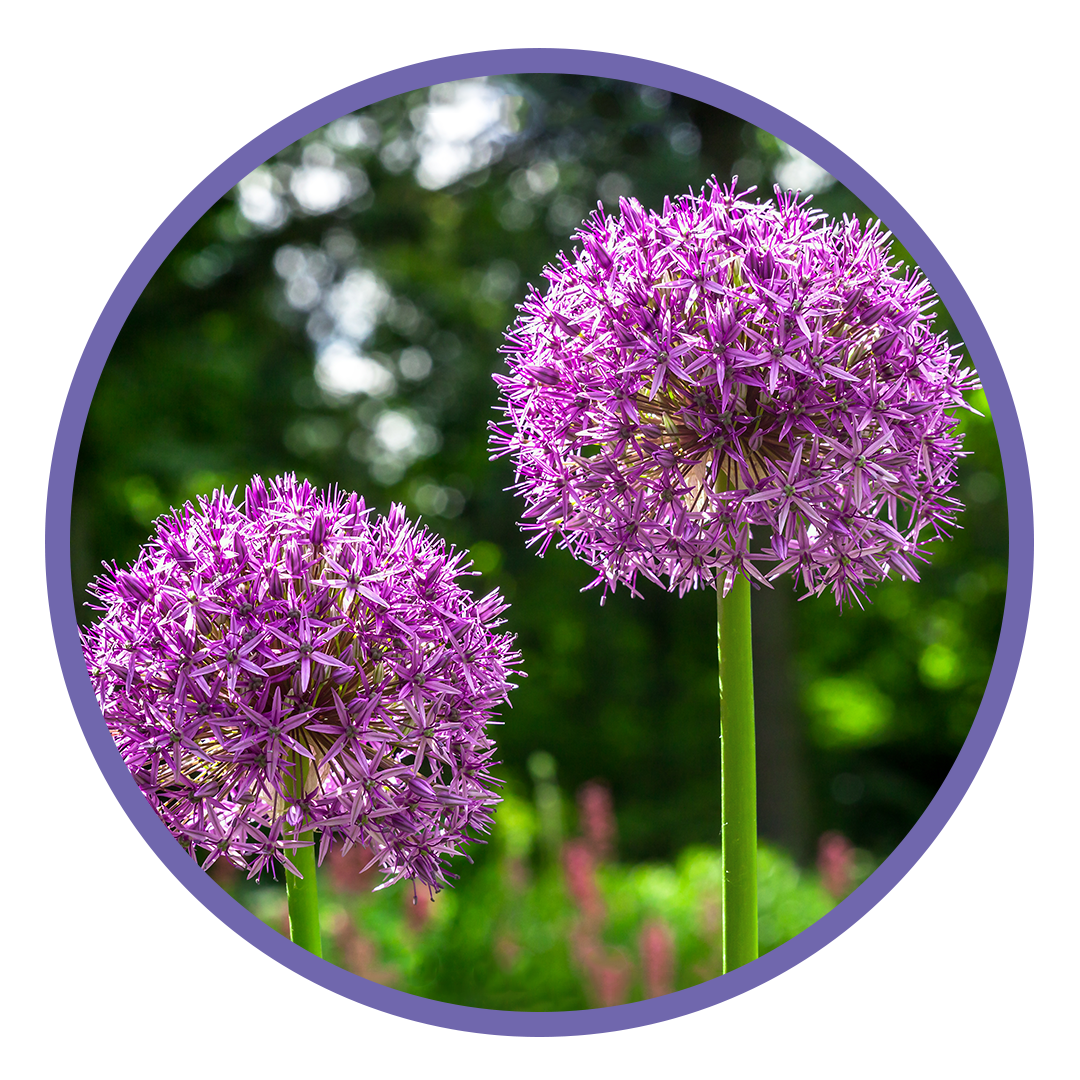 Allium Bulb Image