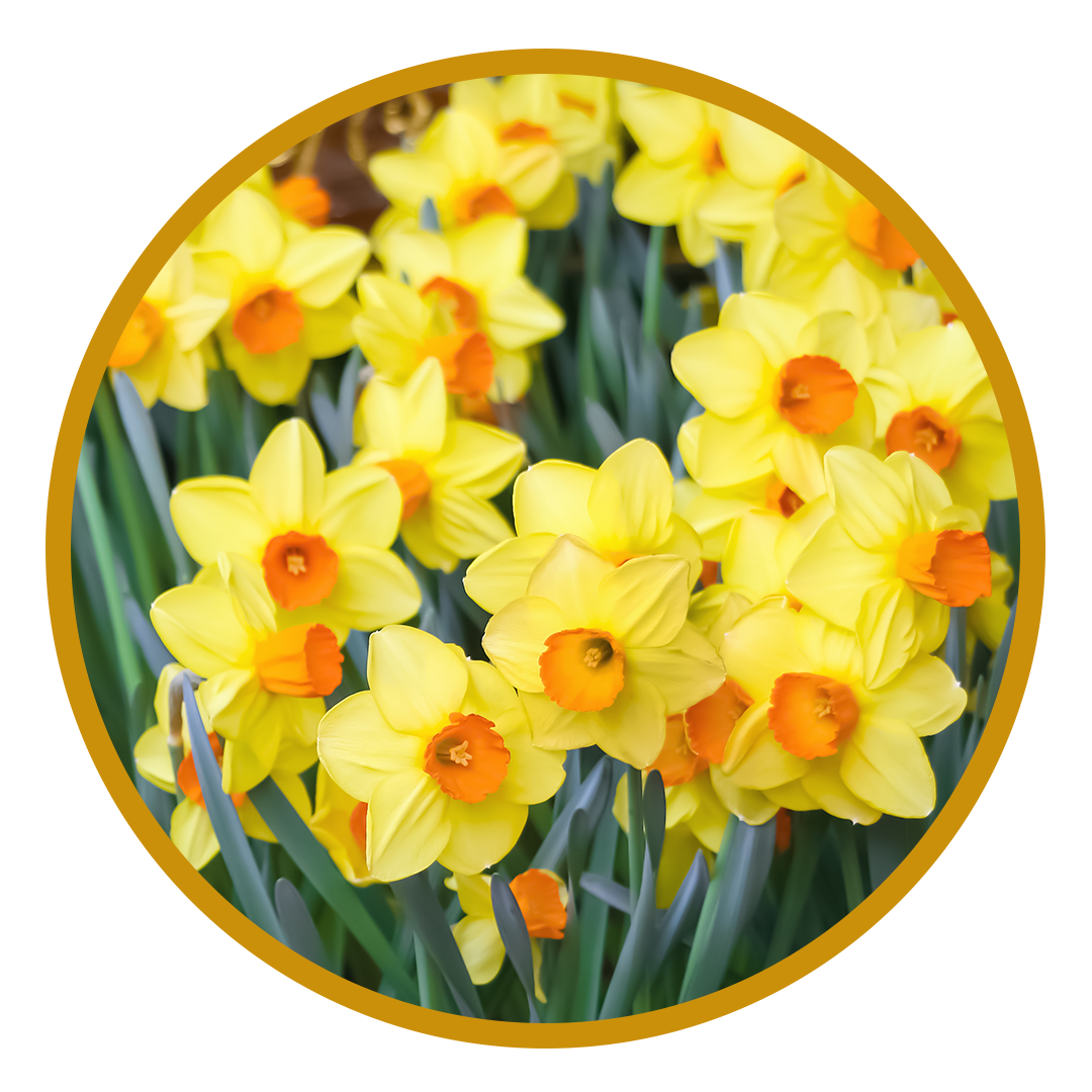 Daffodil Bulb Image v2