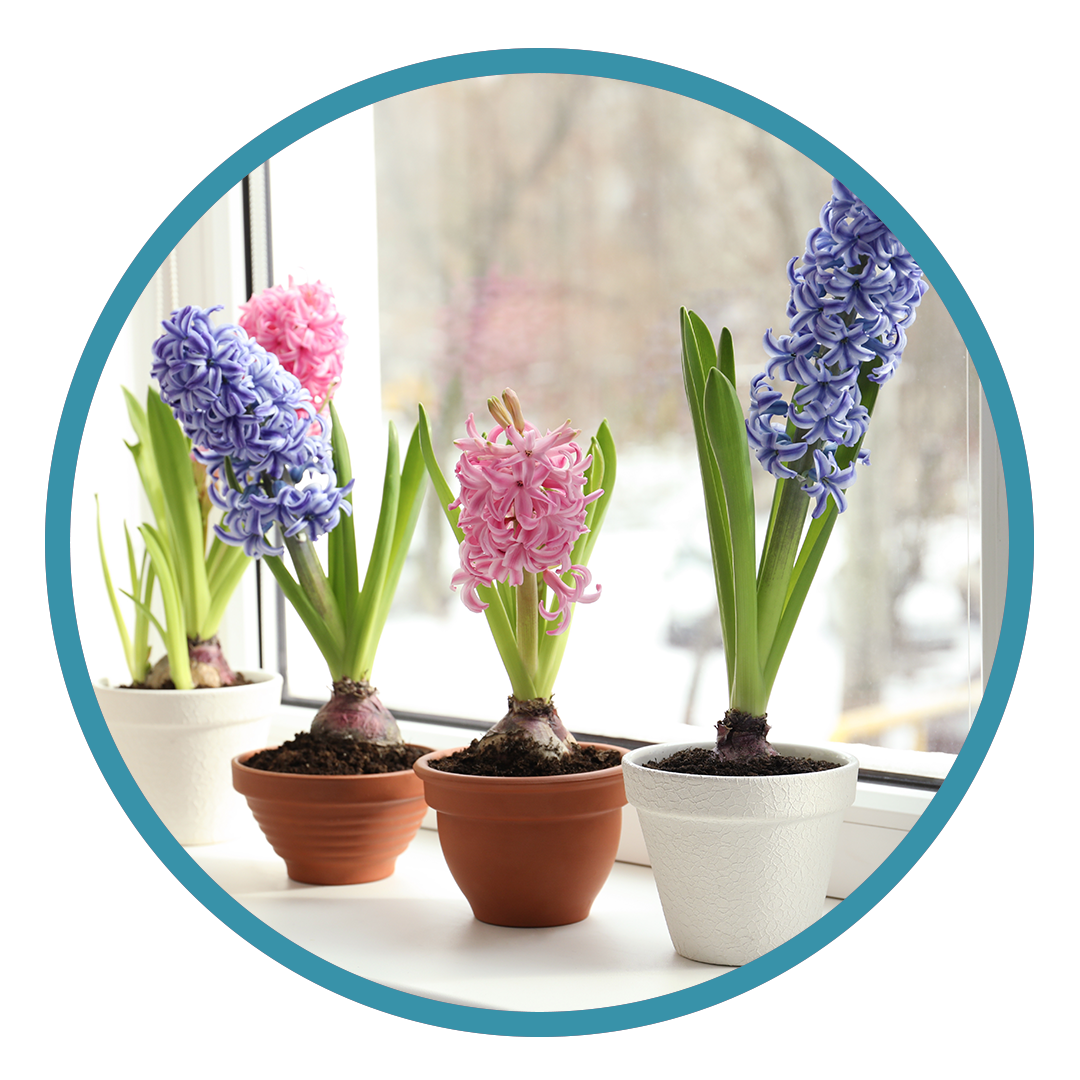 Indoor Hyacinth Bulb Image