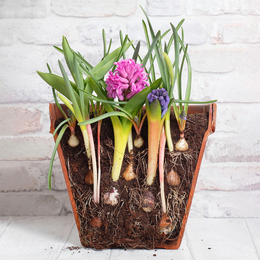 Layer Planting Bulbs SQ