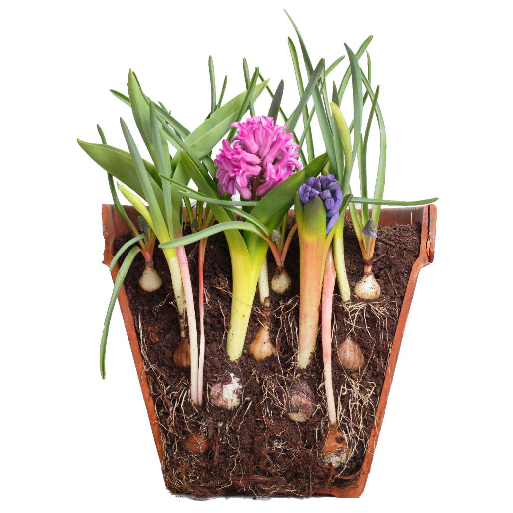 Layer Planting Example