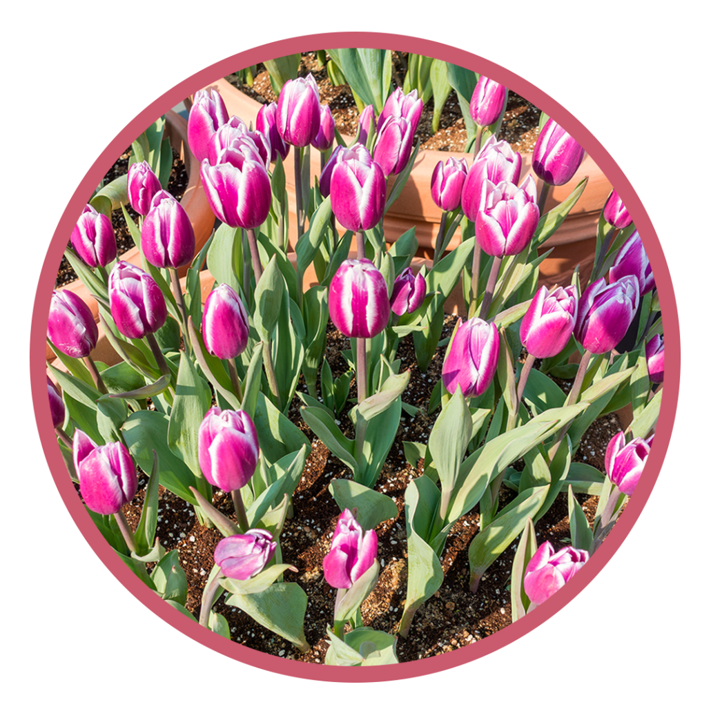 Tulip Bulb Image