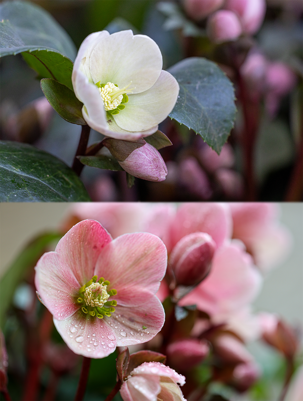 Christmas Rose