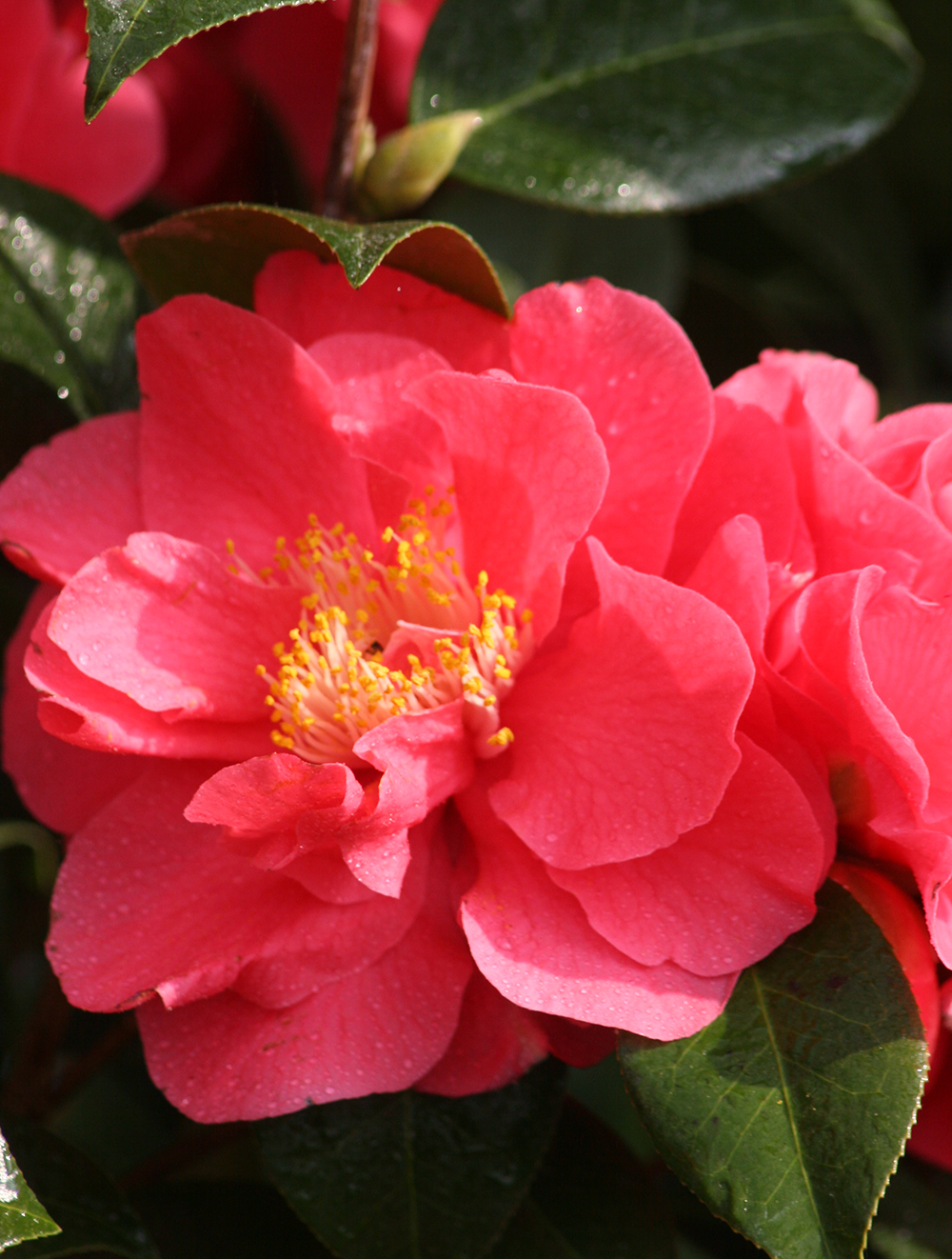 Camellia Claire Hannah