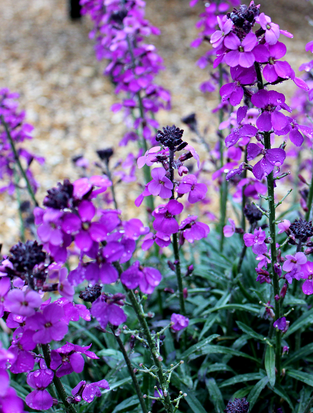 Erysimum Bowles Mauve 2