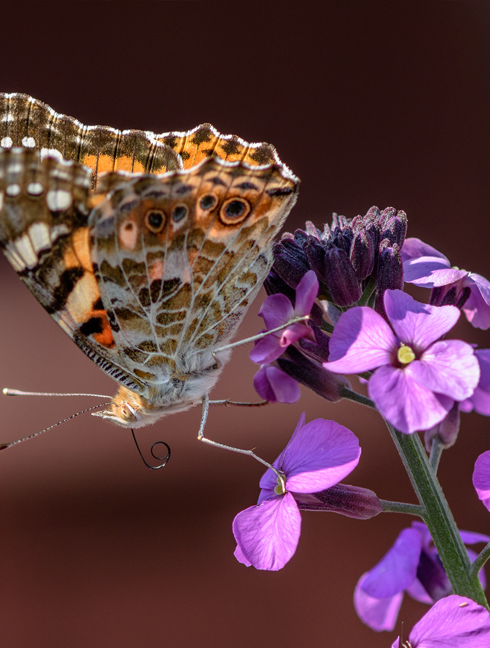 Erysimum Bowles Mauve 3