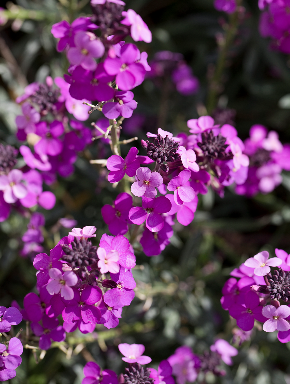 Erysimum Bowles Mauve 4
