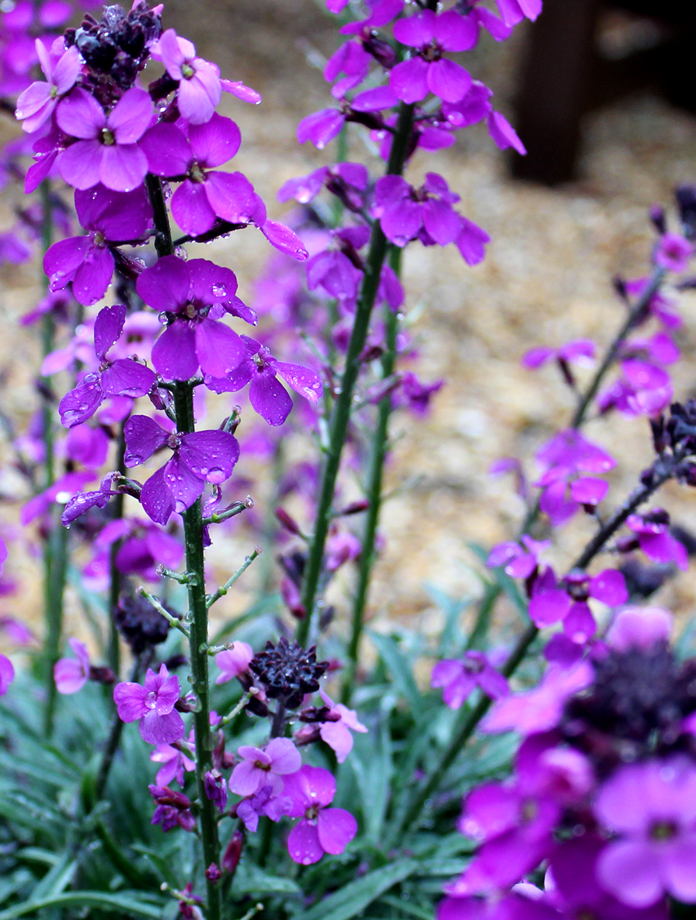 Erysimum Bowles Mauve