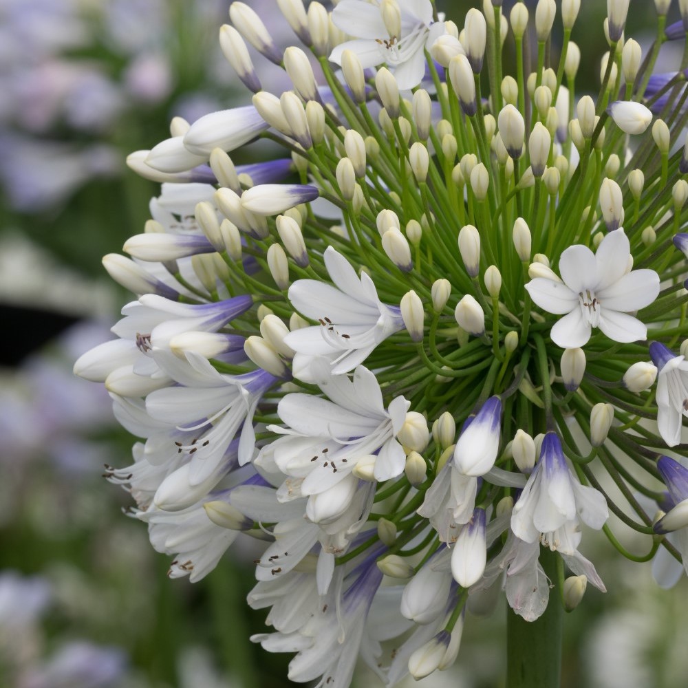 Agapanthus-Queen-Mum-SQ