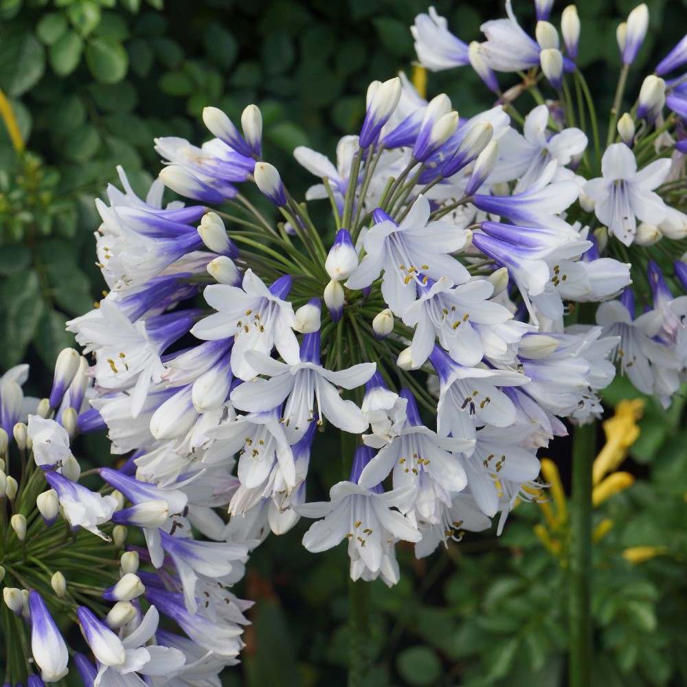 Agapanthus-Twister