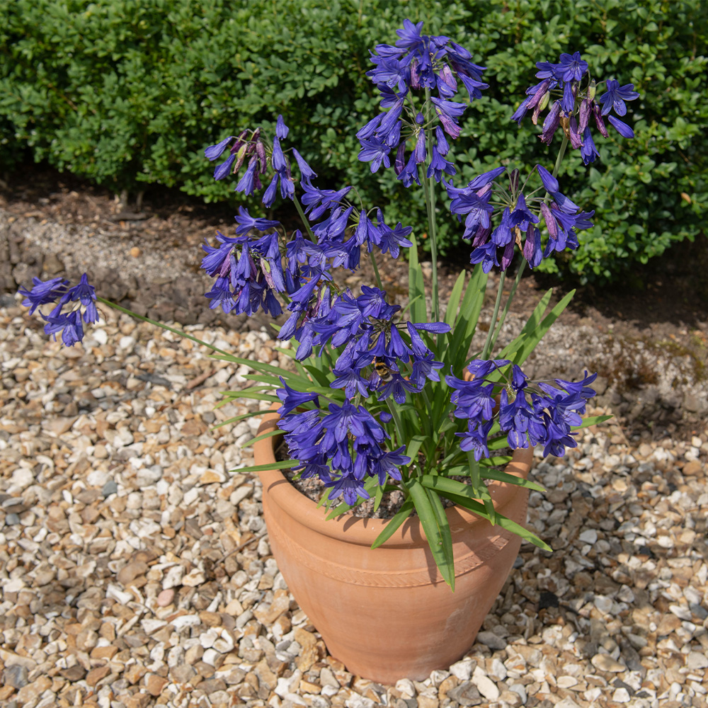 Agapanthus in Pot