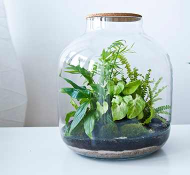 Closed Terrariums