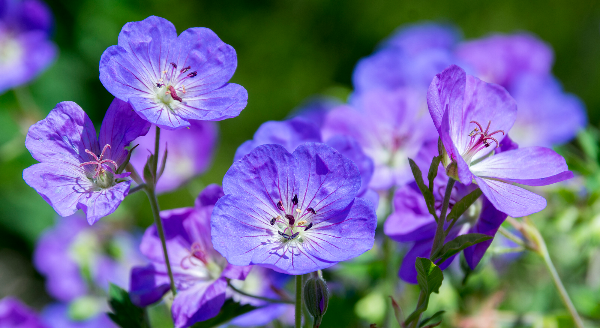 Geranium Rozanne