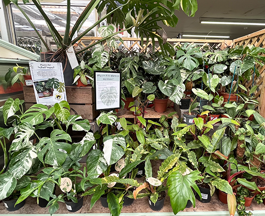 Houseplant carosel 1