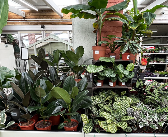 Houseplant carosel 2