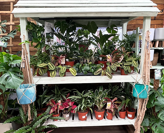 Houseplant carosel 3