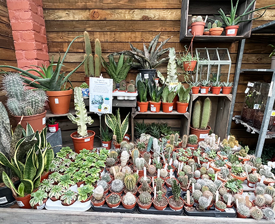 Houseplant carosel 4