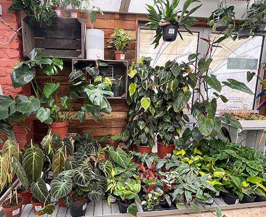 Houseplant carosel 5