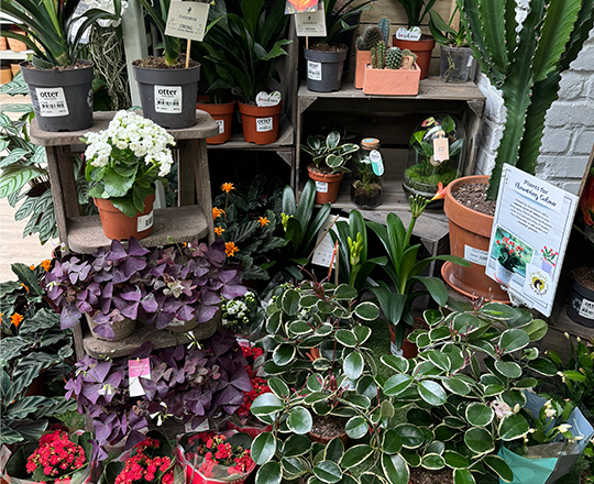 Houseplant carosel 6