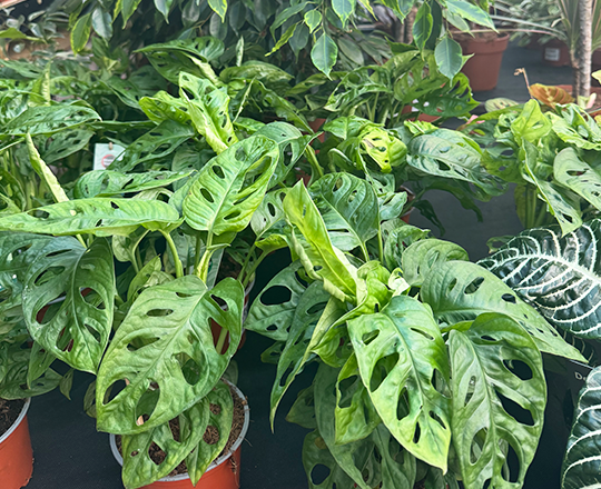 Houseplant carosel 7