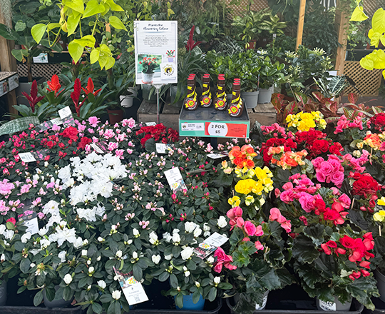 Houseplant carosel 8