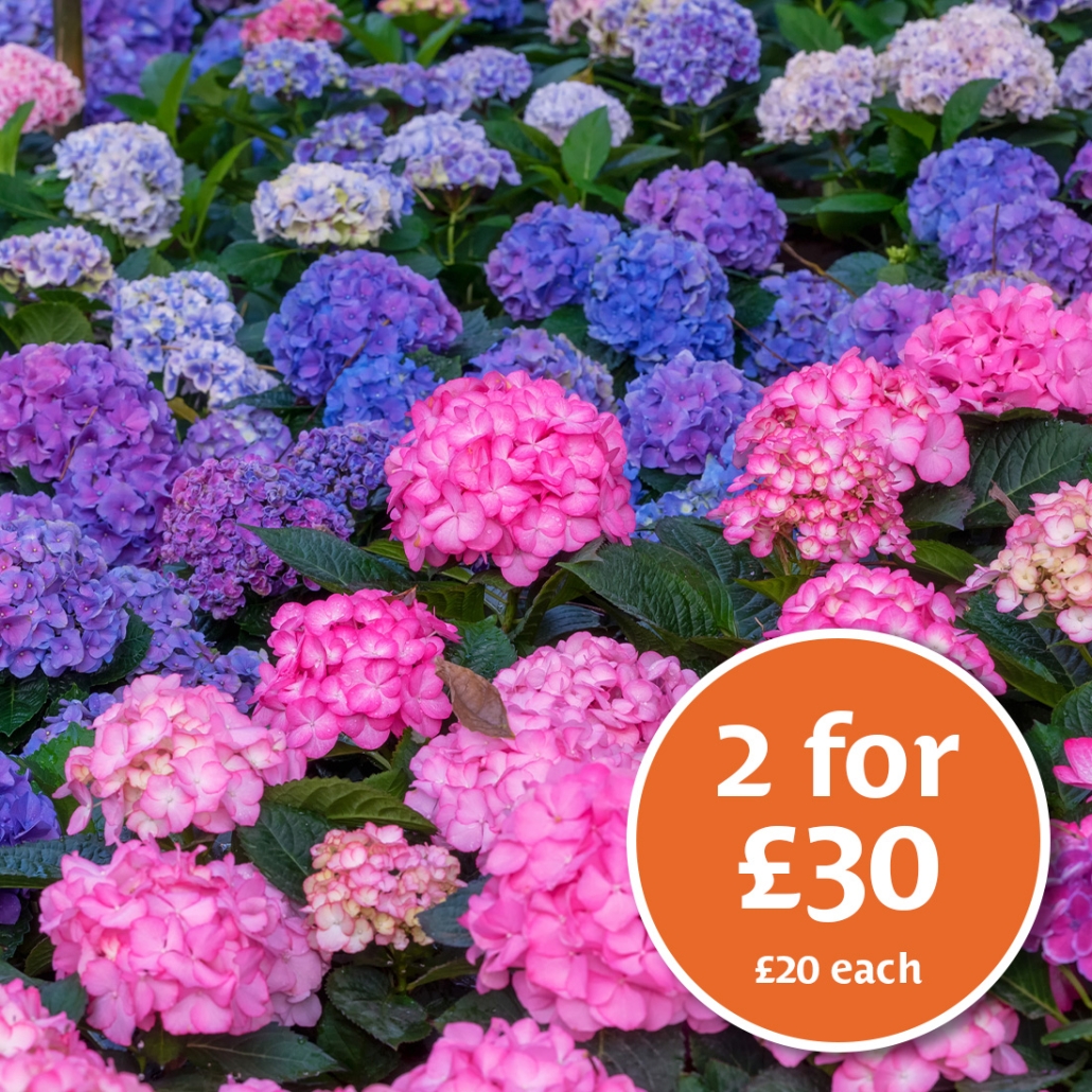 Hydrangea Promotion 2025