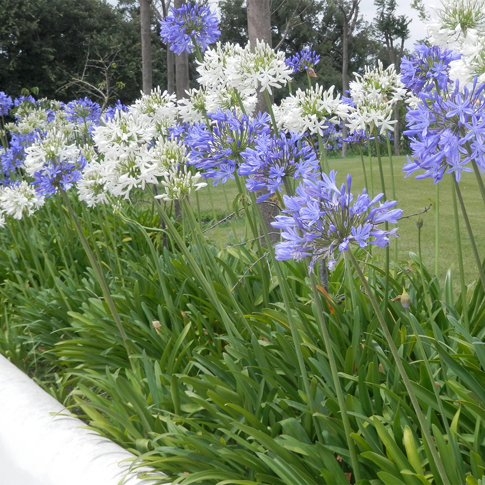 Mixed Agapanthus Border