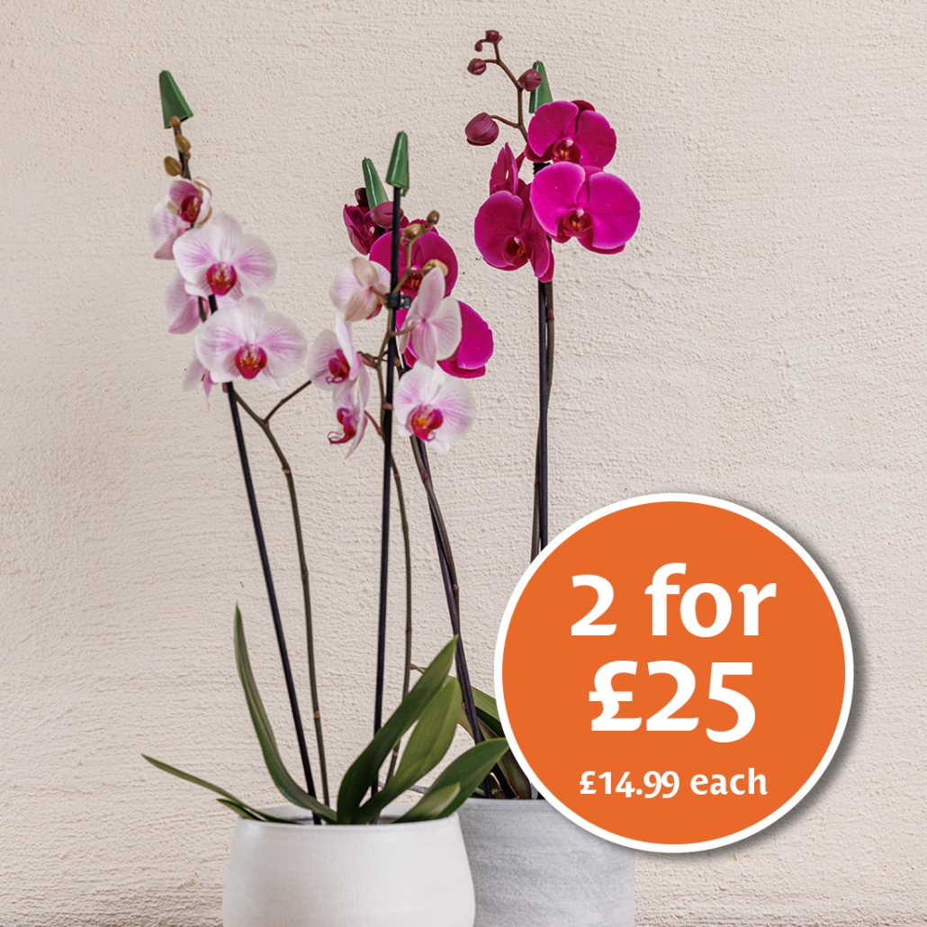 Two Stem Orchid Promotion 2025