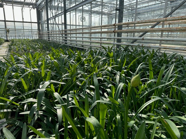 Agapanthus Growing at Lymington