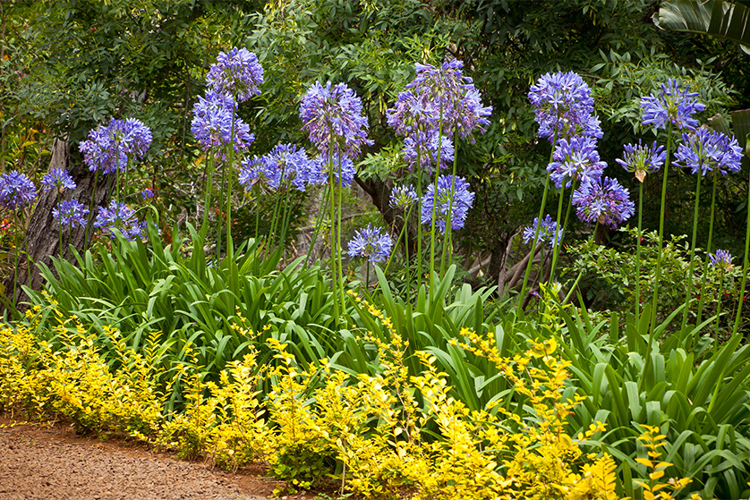 Agapanthus in border