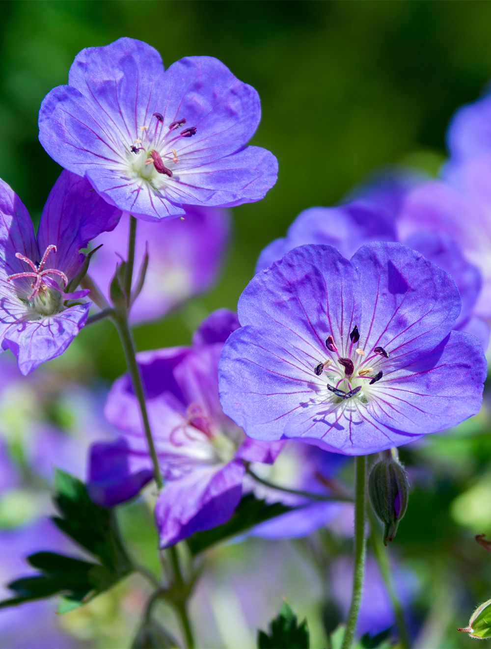 Geranium Rozanne