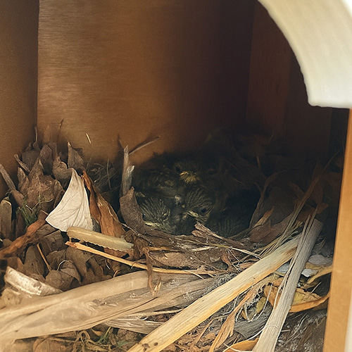 Baby Birds in Dovecote