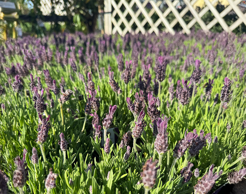 Lavenders