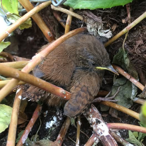 wren in hanging basket