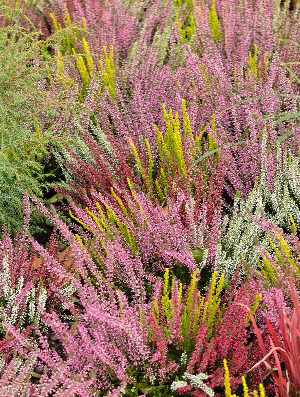 Calluna Heather
